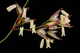 Image result for Agrostis continuata