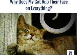 Why Does My Cat Rub It S Face On Everything It S Cute But Why