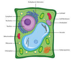 In plant cells, chloroplasts perform photosynthesis, a process that converts light energy from the sun into chemical energy in the form of glucose. Prepare A Model Of A Plant Cell Or An Animal Cell Class 11 Biology Cbse