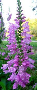Physostegia Virginiana Obedient Plant False Dragonhead Wildflower Picture Obedient Plant Plants Planting Flowers
