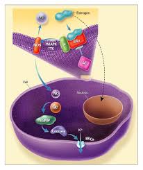 Image result for Tissue-selective Estrogen Complex