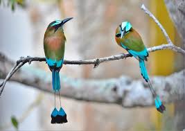 Maybe you would like to learn more about one of these? Most Beautiful Birds With Long Tails With Photos And Videos