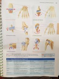 Types Of Synovial Joints From Human A P Lab Manual Pearson Synovial Joint Joints Anatomy Joint