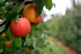 The Honeycrisp Is A Sort Of Diva Of Apples Michigan Radio Schwalliers has the lowest google pagerank and bad results in terms of yandex topical citation index. diva of apples michigan radio