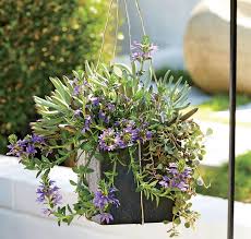 Grosse Blumenkubel Bepflanzen 60 Ideen Bilder Und Vorschlage Grosse Blumentopfe Container Garten Gemuseanbau In Kubeln