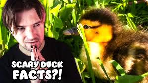 First Time Watching Ze Frank