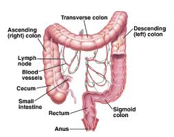 From latin cōlon (a member of a verse of poem), from ancient greek κῶλον (kôlon, a member, limb, clause, part of a verse). How The Colon Works