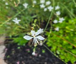 Image result for Oenothera lindheimeri