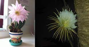 Instead of sharp spines, bunny ears cacti have yellow or white glochids—fuzzy barb clusters that look like polka dots from a distance. Once A Year These Cacti Will Flower For 24 Hours Twistedsifter