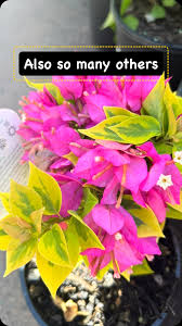 Image result for Bougainvillea sp. cultivar