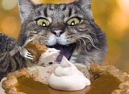 Can cats eat pumpkin pie? Everybody Has A Different Method Of Preparing For The Holidays This Is Mine Pumpkin For Cats Funny Cute Cats Animals