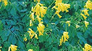 Image result for Fumariaceae