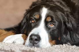 Learn more about caes here! Falta De Companhia E Socializacao E Causa De Disturbios De Comportamento Em Caes Mundo Pet G1
