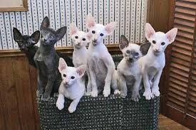 They are natural entertainers, full of enthusiasm, energy, and the belief that the world should revolve around them. Oriental Shorthair Info History Personality Kittens Diet Pictures Cat Breed Selector