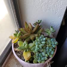 Image result for Anacampseros subnuda