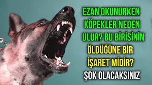 ezan okunurken kopekler neden ulur bu birisinin oldugune bir isaret midir sok olacaksiniz youtube