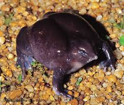 Rare Purple Frog Creepy Animals Amphibians Creepy Animals Frog