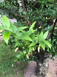 Image result for Nageia nagi