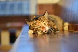 Legends abound about pets sniffing out a body part where a cancerous tumor is later discovered. Can Cats Smell Cancer Rehome By Adopt A Pet Com