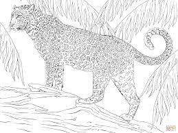 Printable coloring pages of mowgli, baloo, bagheera, kaa, louie, shere khan and junior from disney's the jungle book last updated on july 1st 2020. Amazon Rainforest Drawing Animals Novocom Top