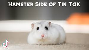 Here you can find the list of memes, video and gifs created by user local_stalker_69 Hamster Side Of Tik Tok Youtube