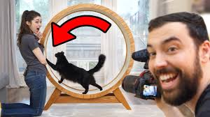 Daily exercise can help house cats lose weight, improve their mood, and increase muscle tone. Making A Giant Hamster Wheel For Our Cat Youtube