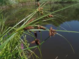 Image result for Bolboschoenus glaucus