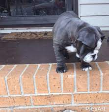English bulldog puppies are not an easy breed to raise. English Bulldog Puppies For Sale Athens Ga 184107