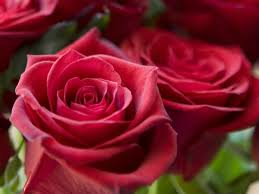 That franchises the right to market baked foods under the sunbeam brand. Sustainable Flowers Take Root At Whole Foods Startups Greenbiz