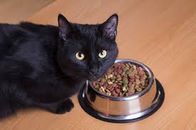 All of which dry food can last much longer than wet food without the risk of bacterial growth, which makes it an excellent grazing option while still giving cats a good. Cat Not Eating 8 Things To Try When Your Cat Won T Eat Catster