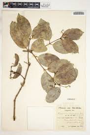 Image result for Hippocratea africana