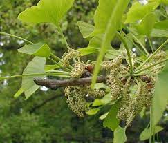 Ginkgo biloba, commonly known as ginkgo or gingko (both pronounced /ˈɡɪŋkoʊ/), also known as the maidenhair tree, is the only living species in the division ginkgophyta, all others being extinct. A Ginkgo Tree S Profile And Planting Tips