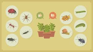 Insecticidal soap is much different than detergent! How To Get Rid Of Common Garden Pests Fix Com
