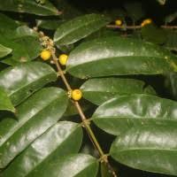 Image result for Memecylon sp. D