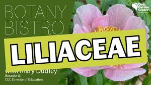 Image result for Liliaceae