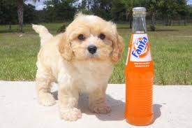 As an amazon associate i earn from qualifying purchases. Cavapoo For Sale Florida