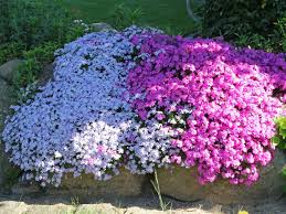 For the mirror universe counterpart, please see phlox (mirror). Polster Flammenblume Mac Daniels Cushion Bestes Stauden Wissen