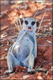 Pin On Animals Wild Sea