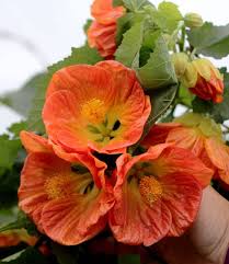 Image result for Abutilon