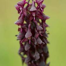 Image result for Schizochilus