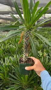 Image result for Pachypodium lamerei