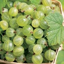 Maybe you would like to learn more about one of these? Pixwell Gooseberry Plant Urban Farmer