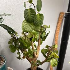 Image result for Polyscias guilfoylei