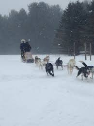 Mar 01, 2015 · iditarod dogs are ultramarathoners, with the fastest among them running nearly 1,000 miles in a little more than a week. Shemhadar Dog Sled Adventures Cadillac 2021 All You Need To Know Before You Go With Photos Tripadvisor