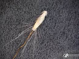 Image result for Dichanthium sericeum