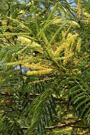 Image result for Entada abyssinica