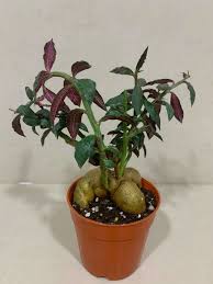 Image result for Monadenium crenatum