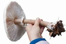 What is the brown part of a mushroom called?