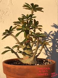 Image result for Dorstenia psilurus