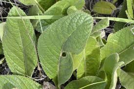 Image result for Berkheya setifera